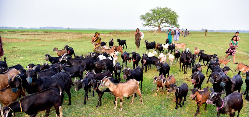 Goat Farming : किसानों और युवाओं के लिए फायदेमंद व्यवसाय